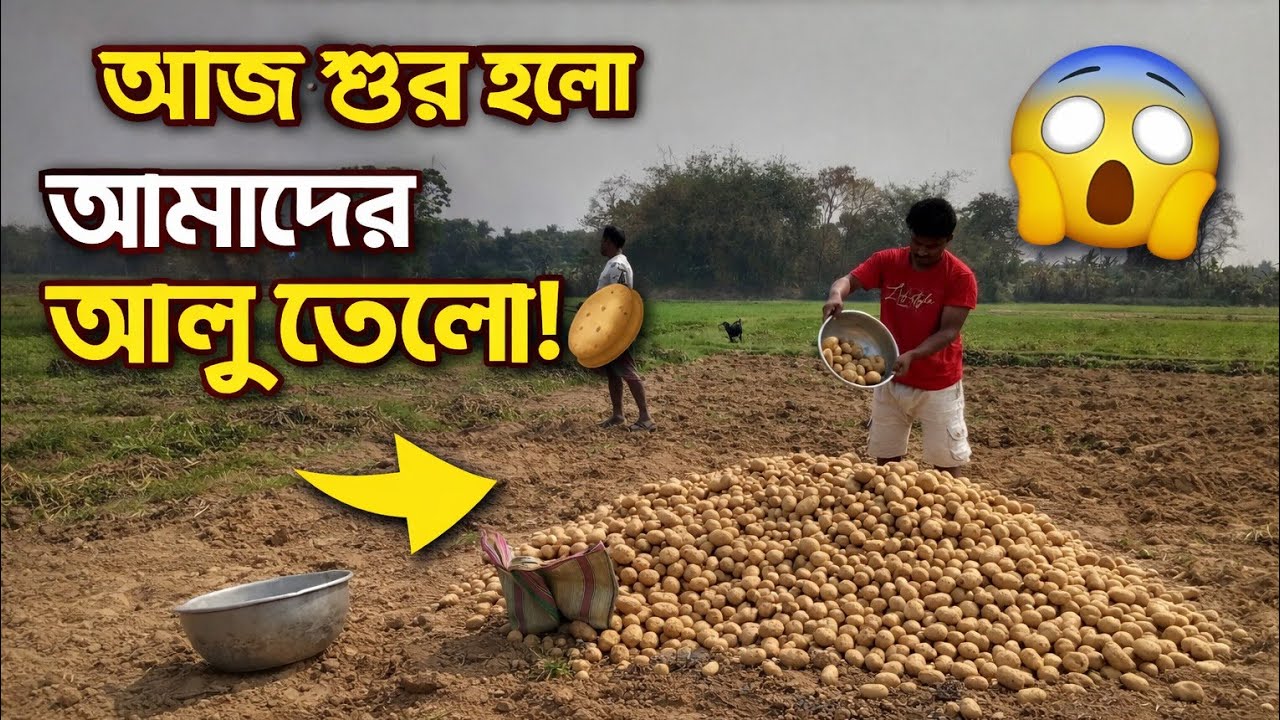 আজ আলু খুলা আরম্ভ হলো।😊😊।#dailyvlog #khetibadi #potato #villagelife #vlog #alukhulasuru #youtuber