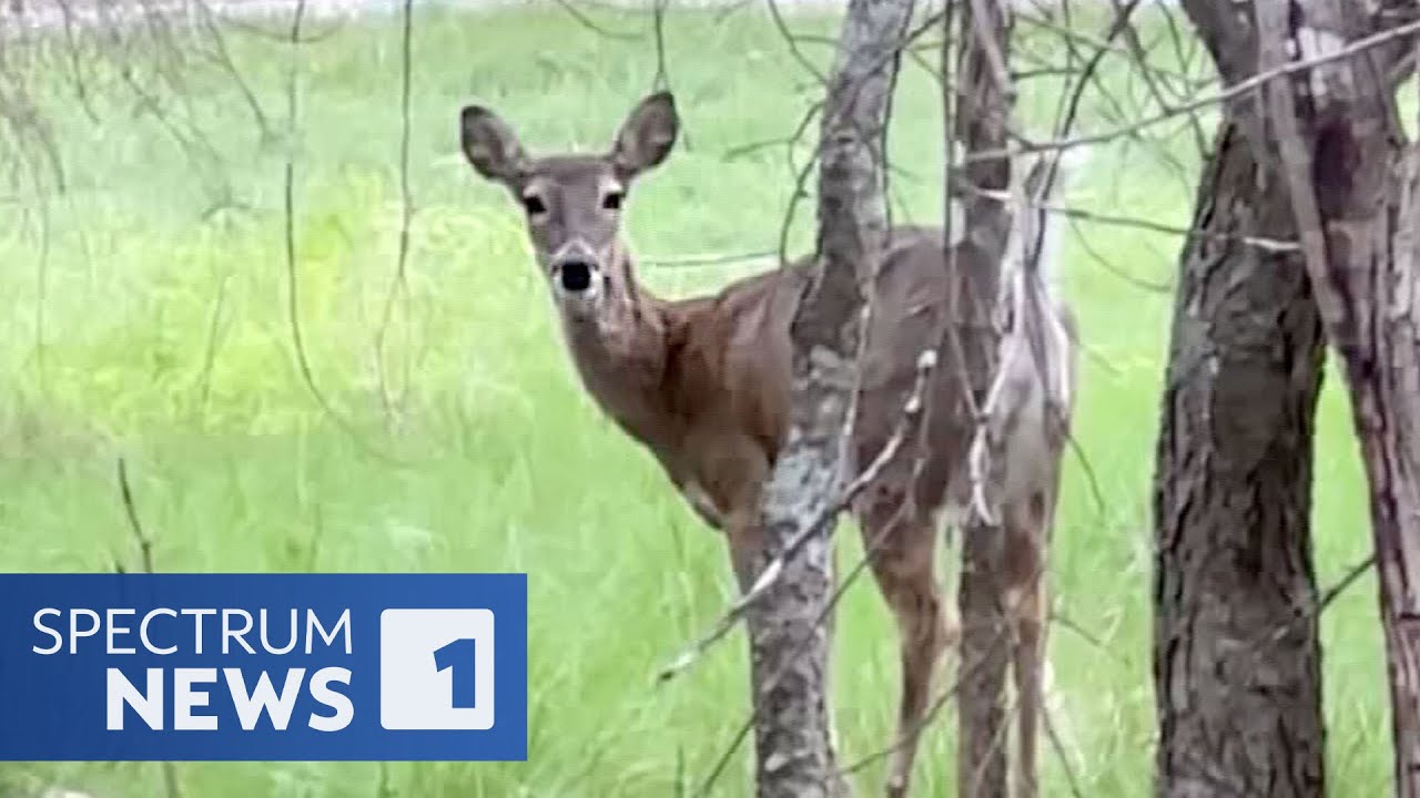 Wildlife Feeding in Texas: The Risks & Consequences