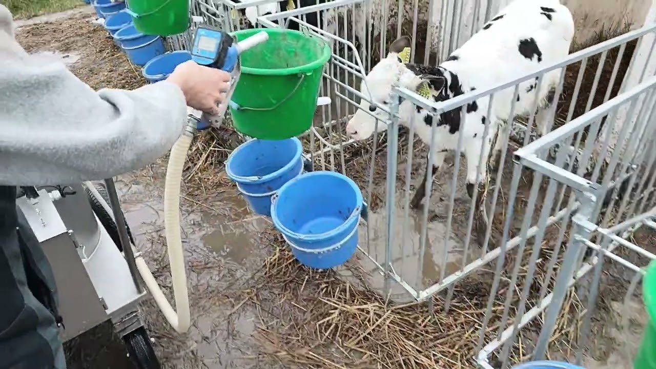 Taksówka mleczna - praktyczne zastosowanie na przykładzie gospodarstwa Pana Mateusza