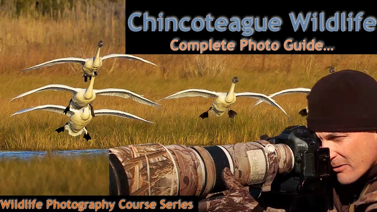 Chincoteague Island VA - Wild Photo Adventures