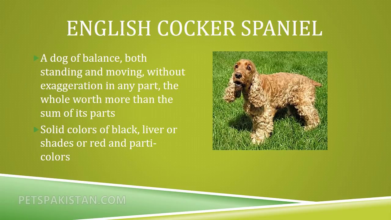 26 Best Dog Breeds
