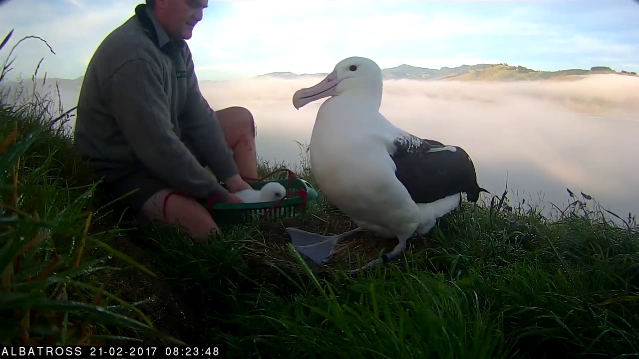 #RoyalCam 2017 highlights: Weigh in time