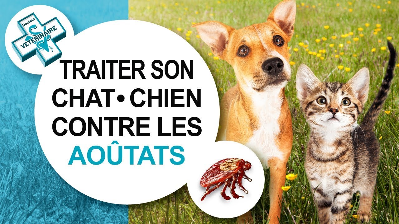 [Tuto véto] Comment traiter son chat et chien contre les aoûtats - Conseils vétérinaires