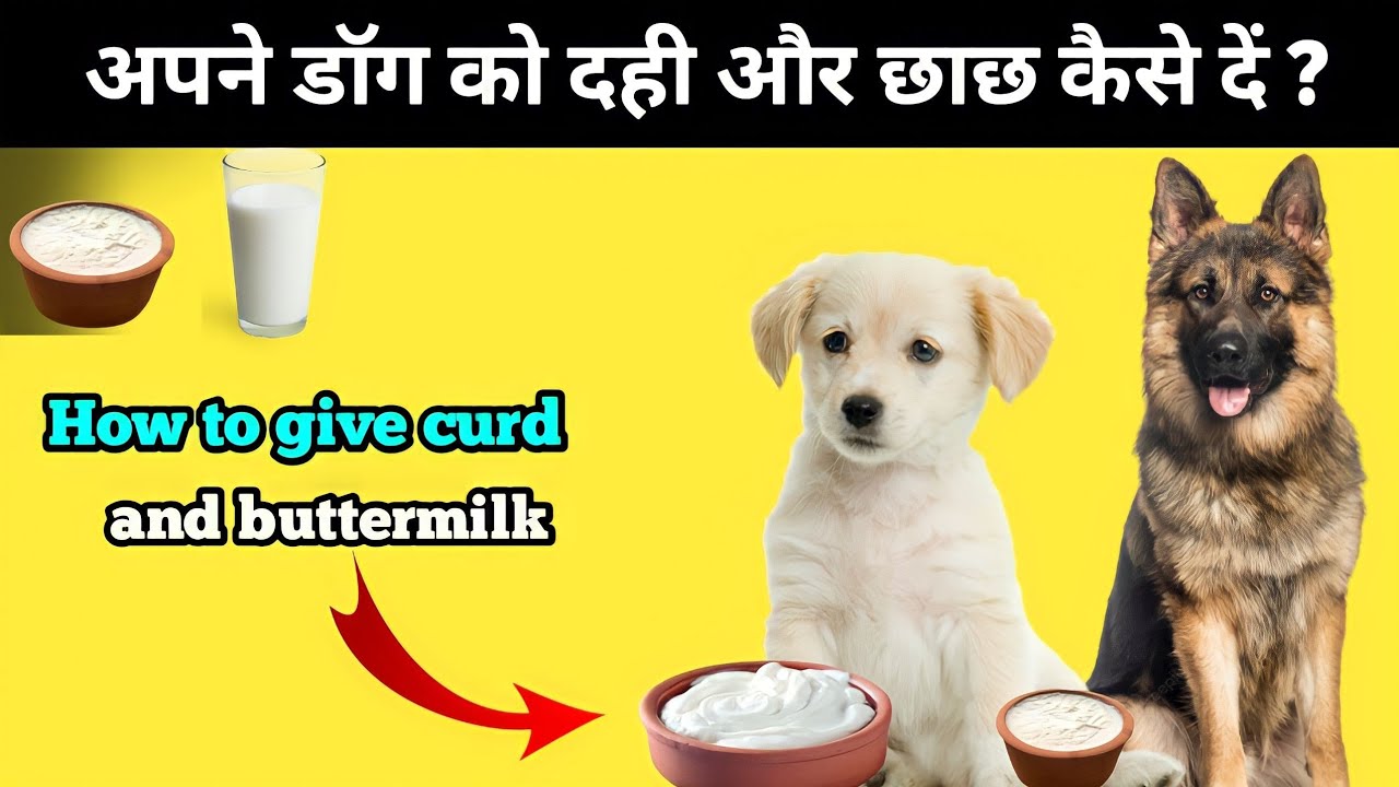 Can Dogs eat curd buttermilk? / Dog ko dahi or chach kaise de