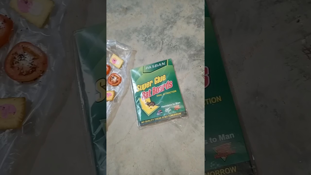 Most Dangerous Mouse in karachi Loss my Budgies