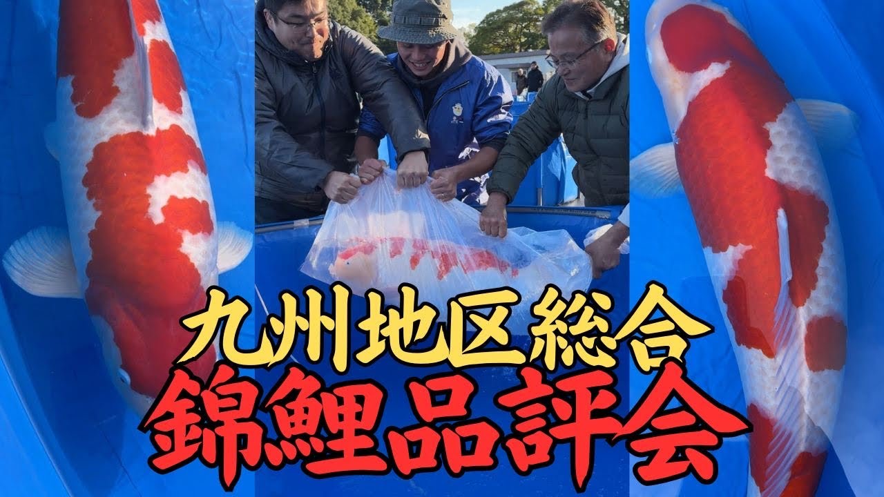 【圧巻の錦鯉コレクション】九州最大のイベント！丸筑魚苑の秘蔵っ子も大集結ですよ