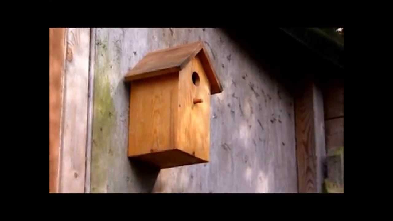 koolmeesjes in een vogelhuisje in onze tuin, great titmouses in our garden