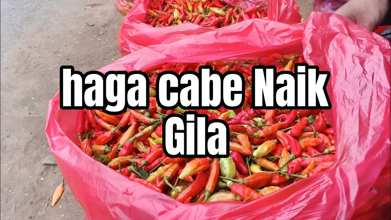 Cabe Naik lagi update harga terbaru sayur pasar grosir ngronggo Kediri 