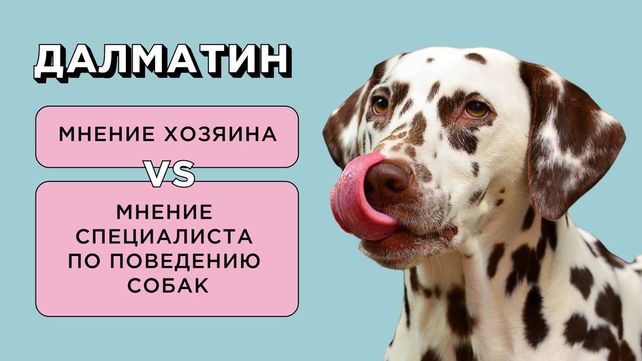 ДАЛМАТИН - ОТЗЫВ ВЛАДЕЛЬЦА О ПОРОДЕ И МНЕНИЕ СПЕЦИАЛИСТА ПО ПОВЕДЕНИЮ СОБАК