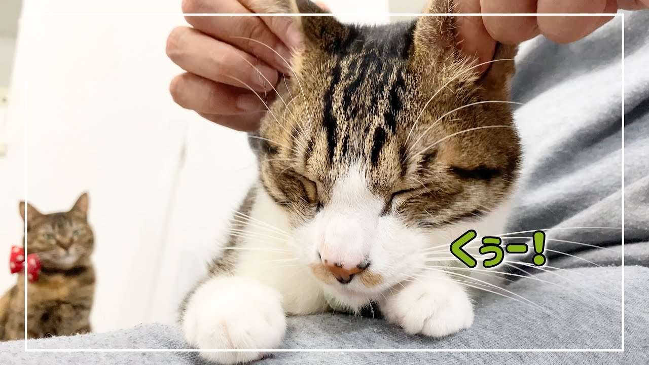 耳マッサージされた猫3匹の反応がこちらです【4K猫動画】