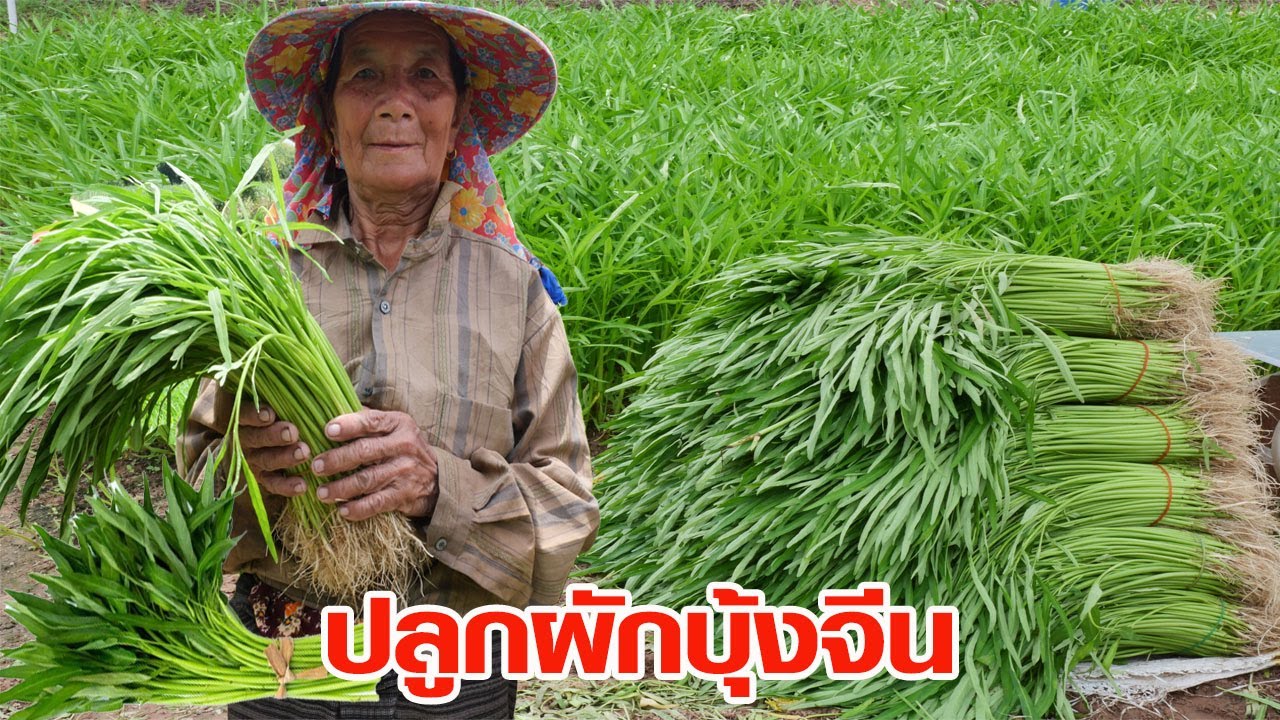 ปลูกผักบุ้งจีน ส่งขายตลาดผัก เมืองอุดร