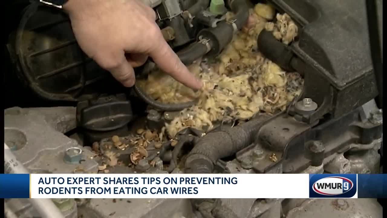 Auto experts share tips on preventing rodents from eating car wires