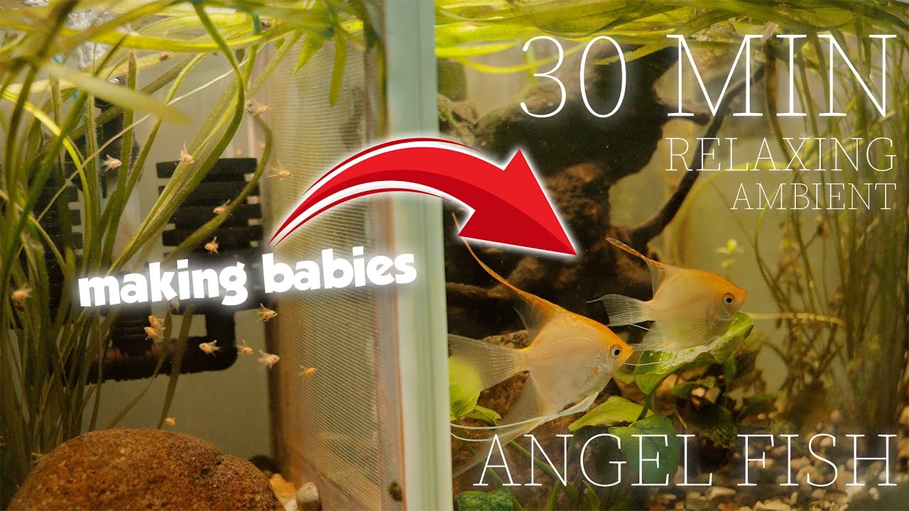 30-Minute Calm Aquarium | Angelfish Egg Laying with Fry Present | Relaxing Ambience