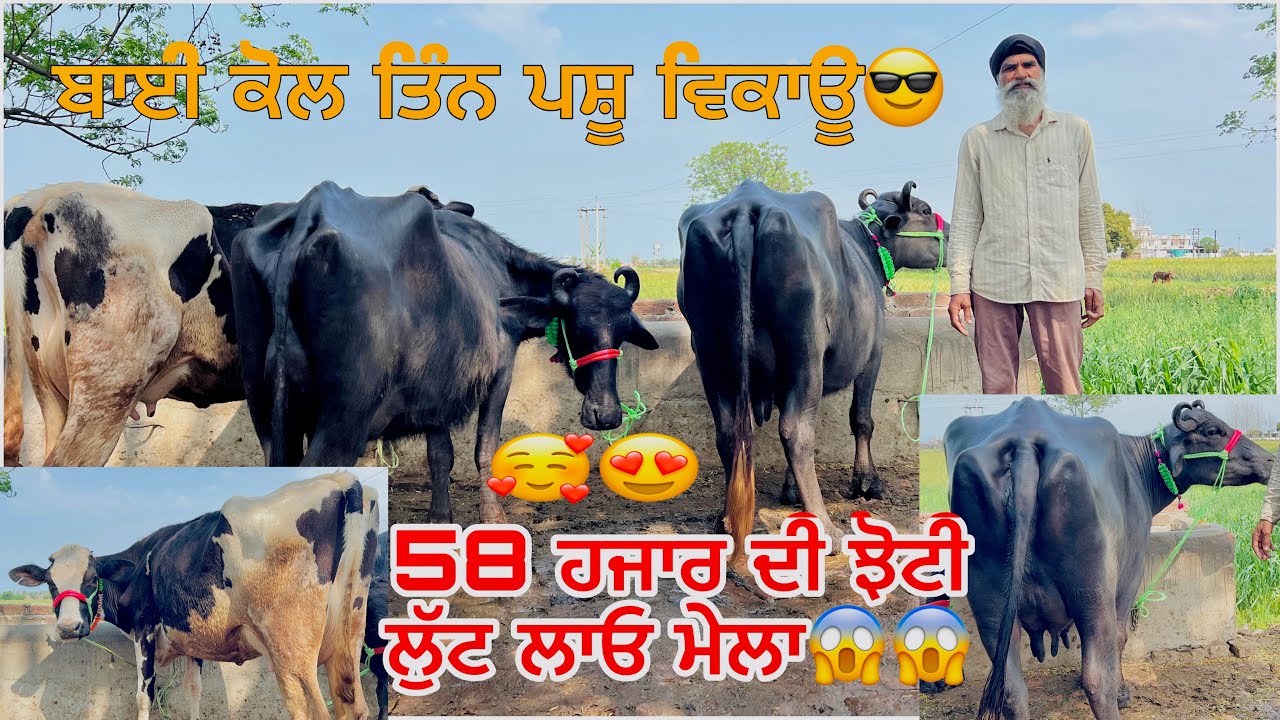 12 March 2026 PH 9914025266👈 ਬਾਈ ਕੋਲ ਟੋਪ ਦੀਆ ਝੋਟੀਆ ਵਿਕਾਊ 💫⭐️💫⭐️