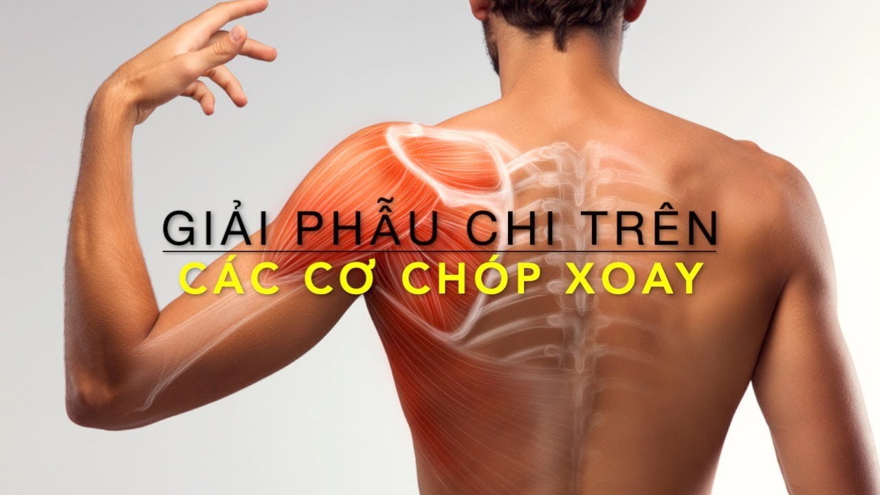 Giải phẫu chi trên: Các cơ chóp xoay