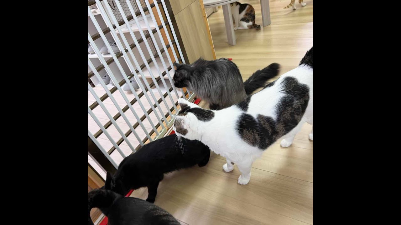 ねこオアシスオハナ　2026.2.25