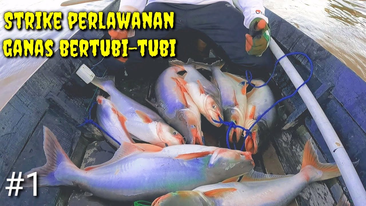 Beginilah Jadinya Kalo Mancing Di Sarang Ikan Patin Di Tengah Sungai #1