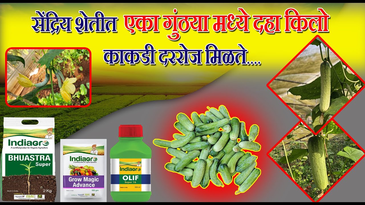 Indiagro Product Result |सेंद्रिय शेतीत एक गुंठया मध्ये दहा किलो काकडी दररोज मिळते Result