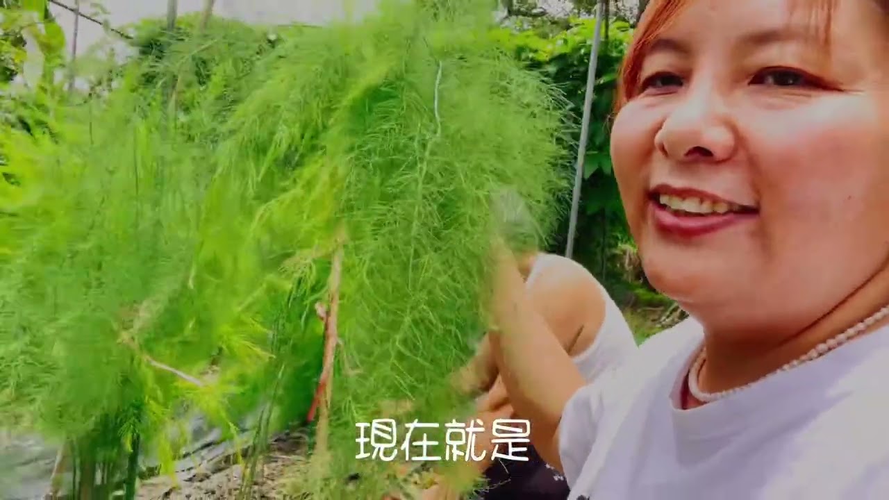 種植蘆筍的修枝整理重要階段