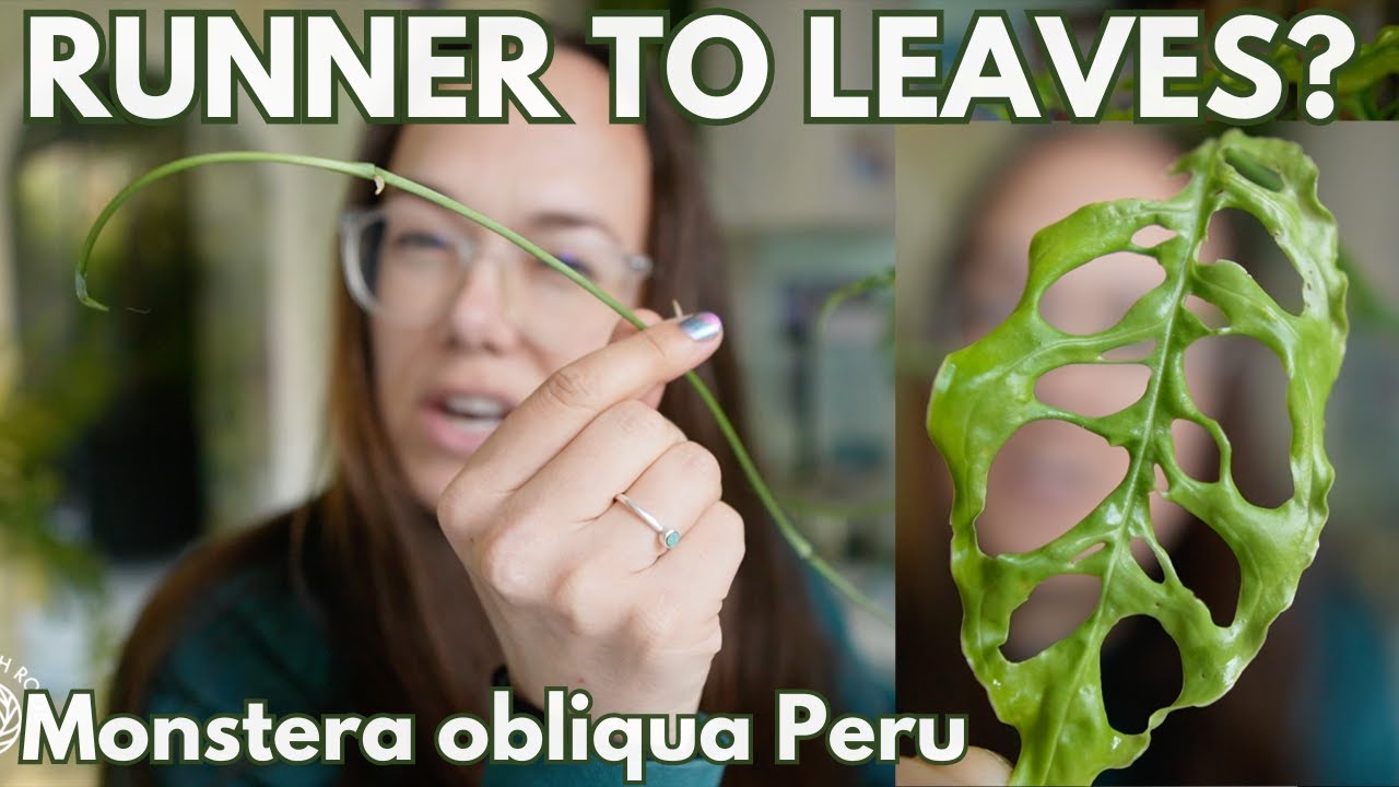 Obliqua runner to leaves: prop experiment | Plant with Roos