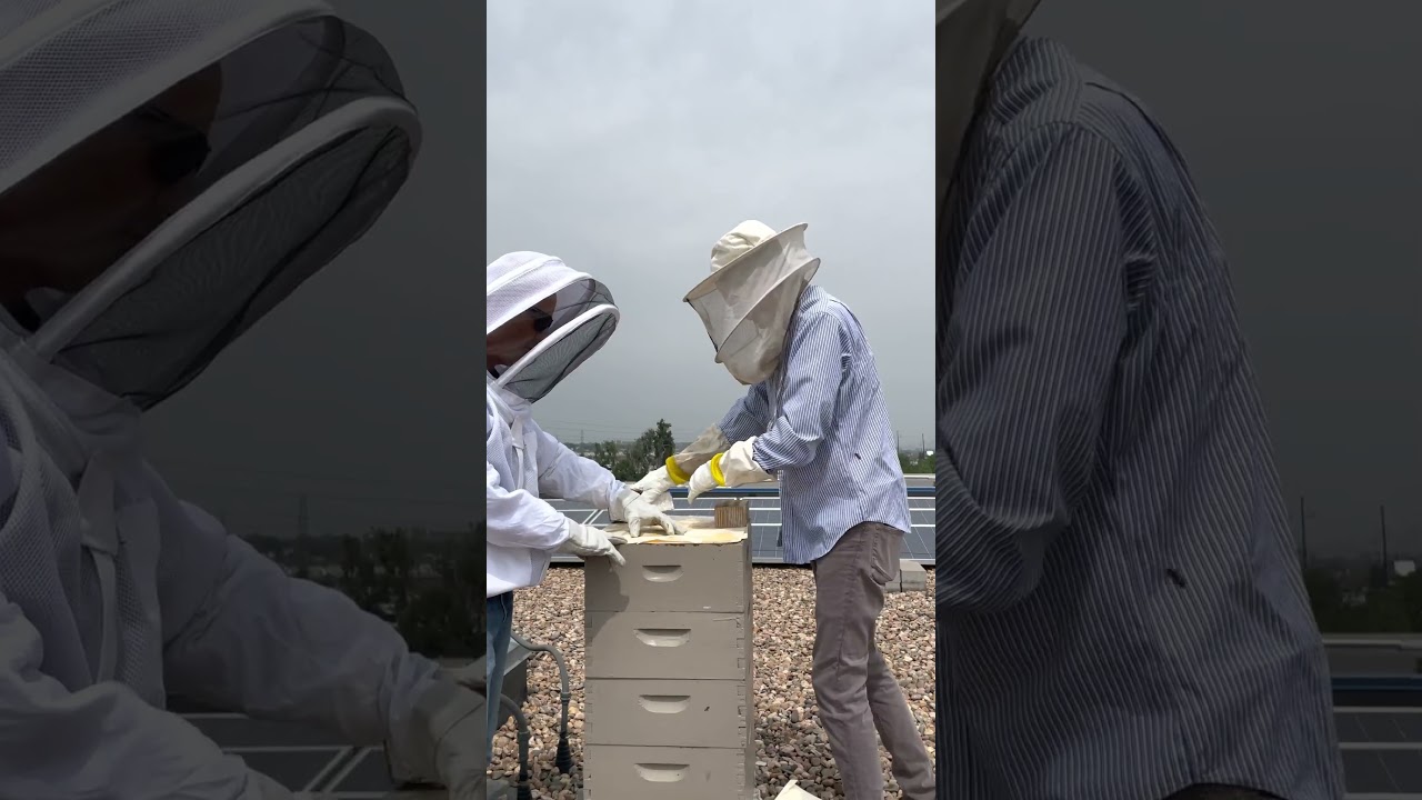 LONG Beekeeping Honey Harvest