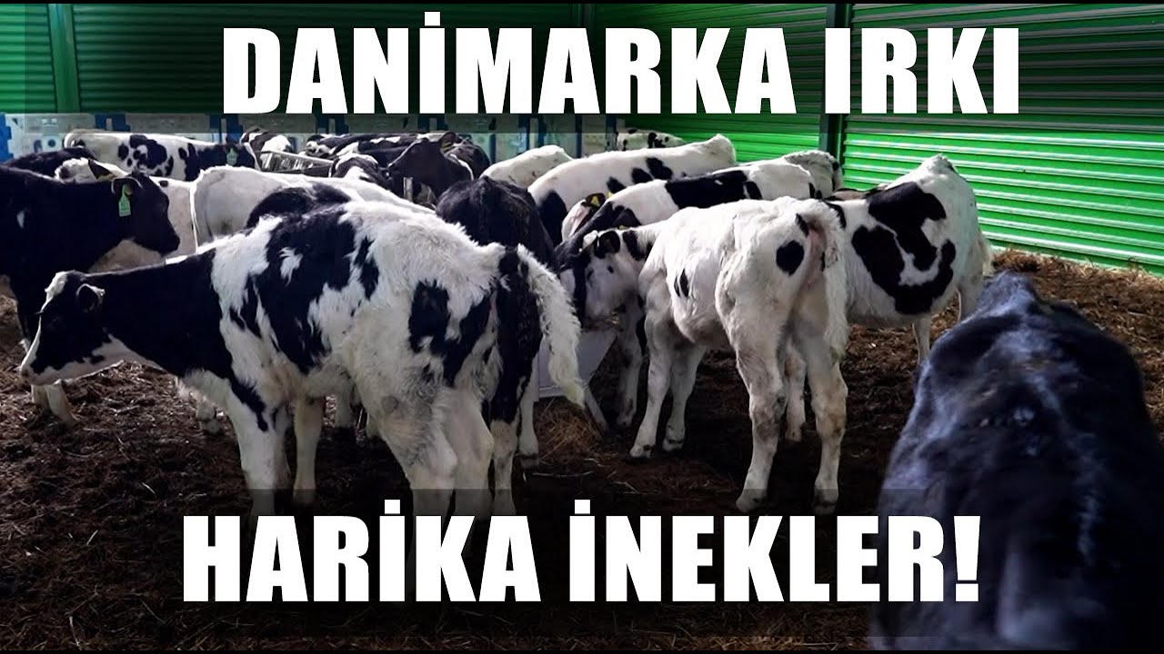 Danimarka Irkı Harika İnekler! Dünyanın En İyisi Günde 33 Litre Süt / Abi Nerdesin?