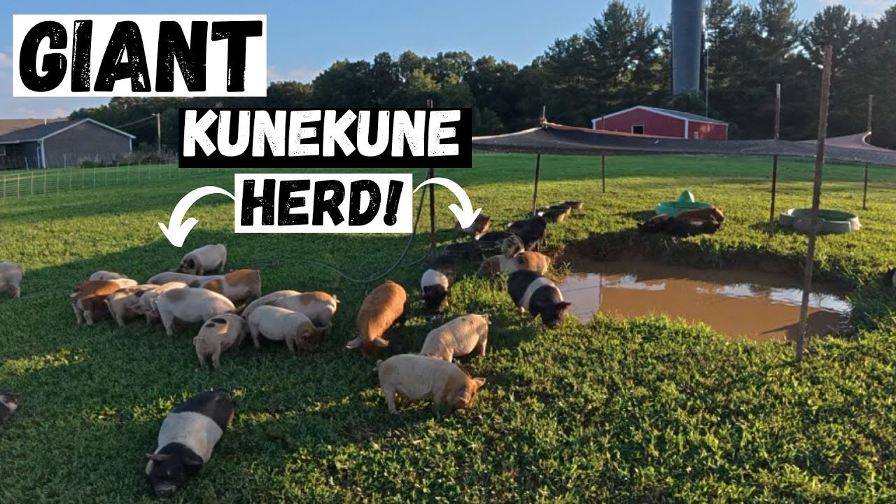 Moving Day For Piglets: Into A Big Herd