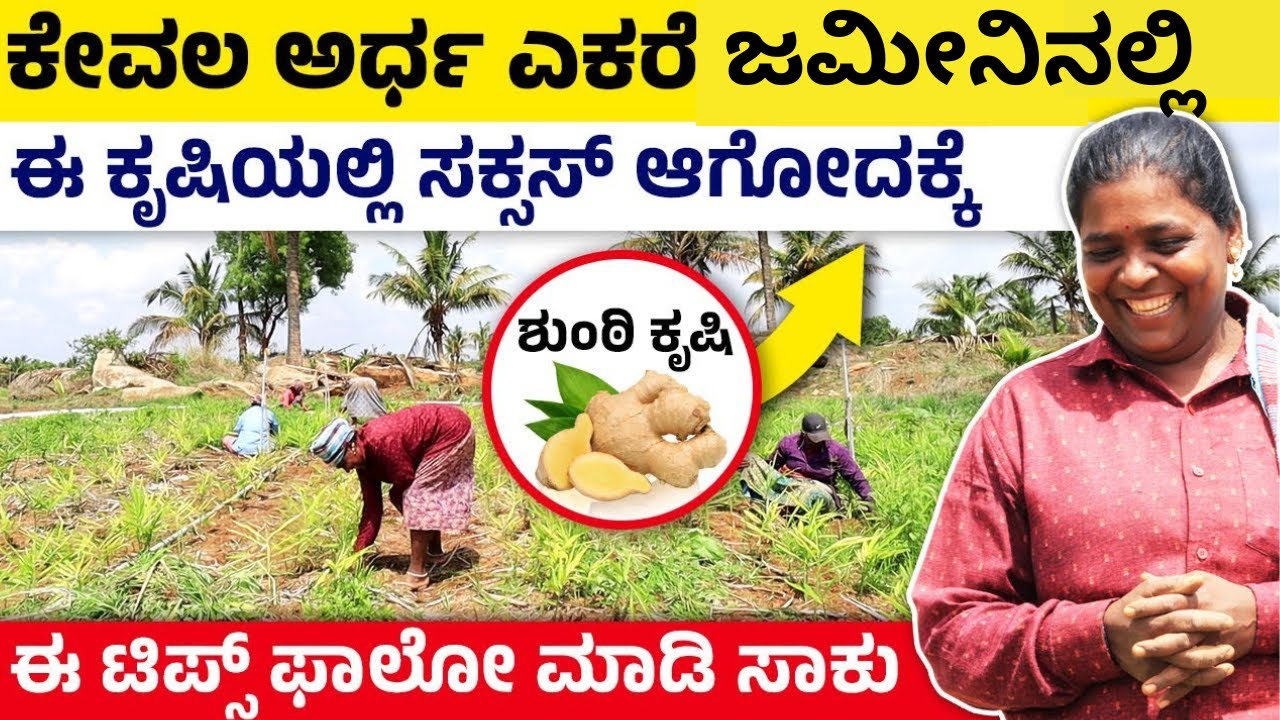 ಶುಂಠಿ ನಾಟಿ ಮಾಡುವ ಮತ್ತು ಬೆಳೆಯುವ ವಿಧಾನ | ಶುಂಠಿ ಕೃಷಿ ಅರ್ಧ ಎಕರೆಗೆ ಅಚ್ಚರಿಯ ಆದಾಯ