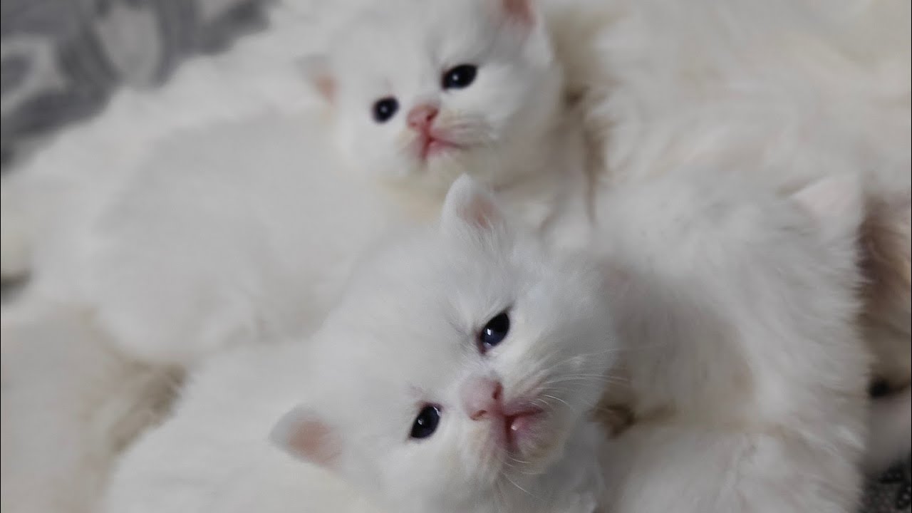 My first video🤗 Playing time 😺 #viral #persiancat #catvideos #shorts #youtubeshorts #shortvideo 