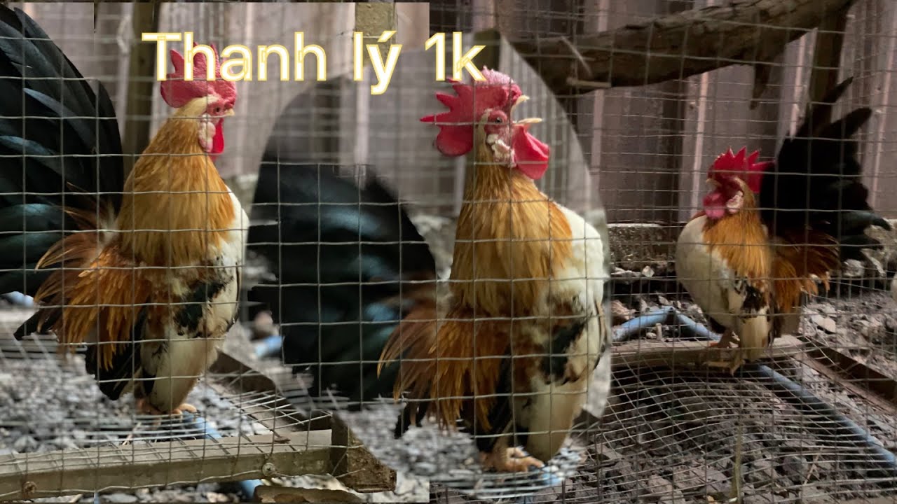 Gà thái chân lùn mini kiểng đẹp nhất giá thanh lý bằng lý nước mia