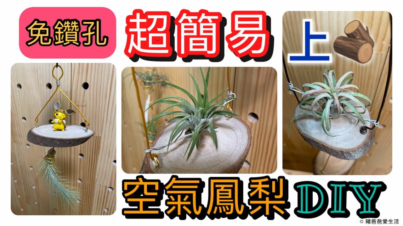 《豬爸爸教你做》空氣鳳梨超簡易上木法 | 不需土的神奇植物 | 我的居家可愛小植栽 | 小豬一家的新寵物