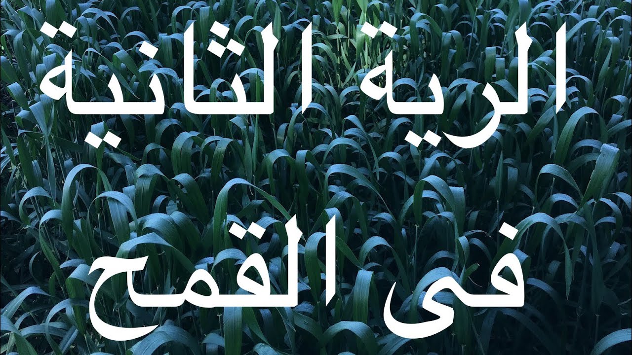 رى القمح فى شهر طوبة ؟!!