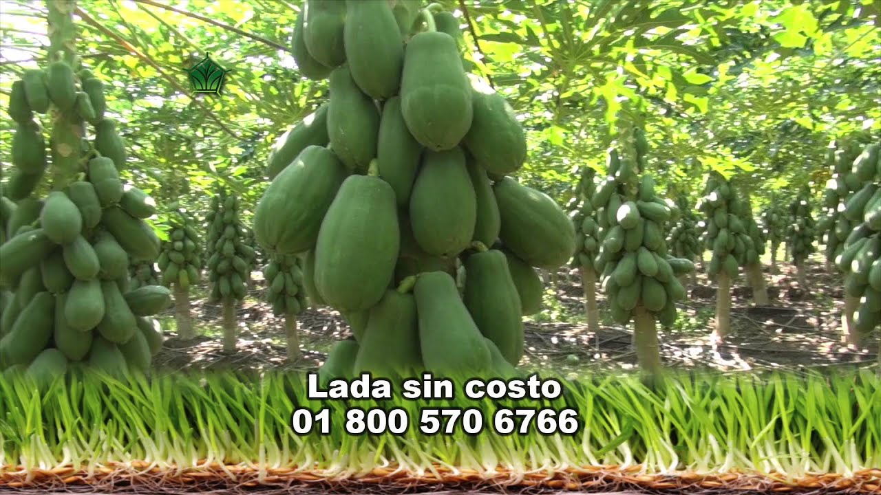 Agroscience-Papaya