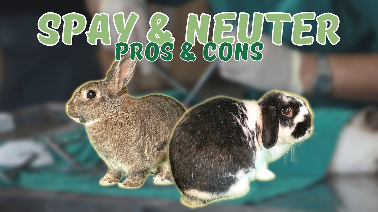 Do Rabbits Need Spaying And Neutering?