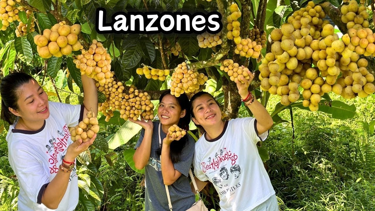 Grabe ang daming hinarvest na Lanzones at namakyaw kami ng Lanzones | LANZONES FARM ORRIENTALMINDORO