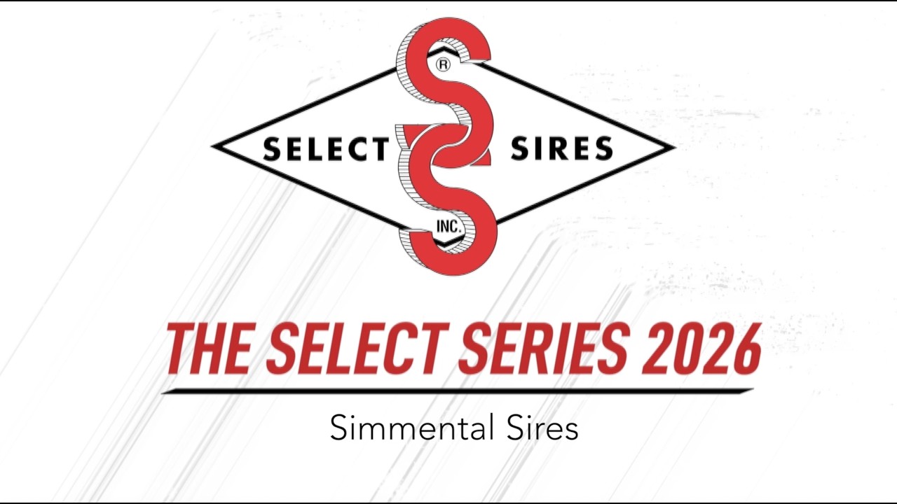 The 2026 Select Series: Simmental Sires
