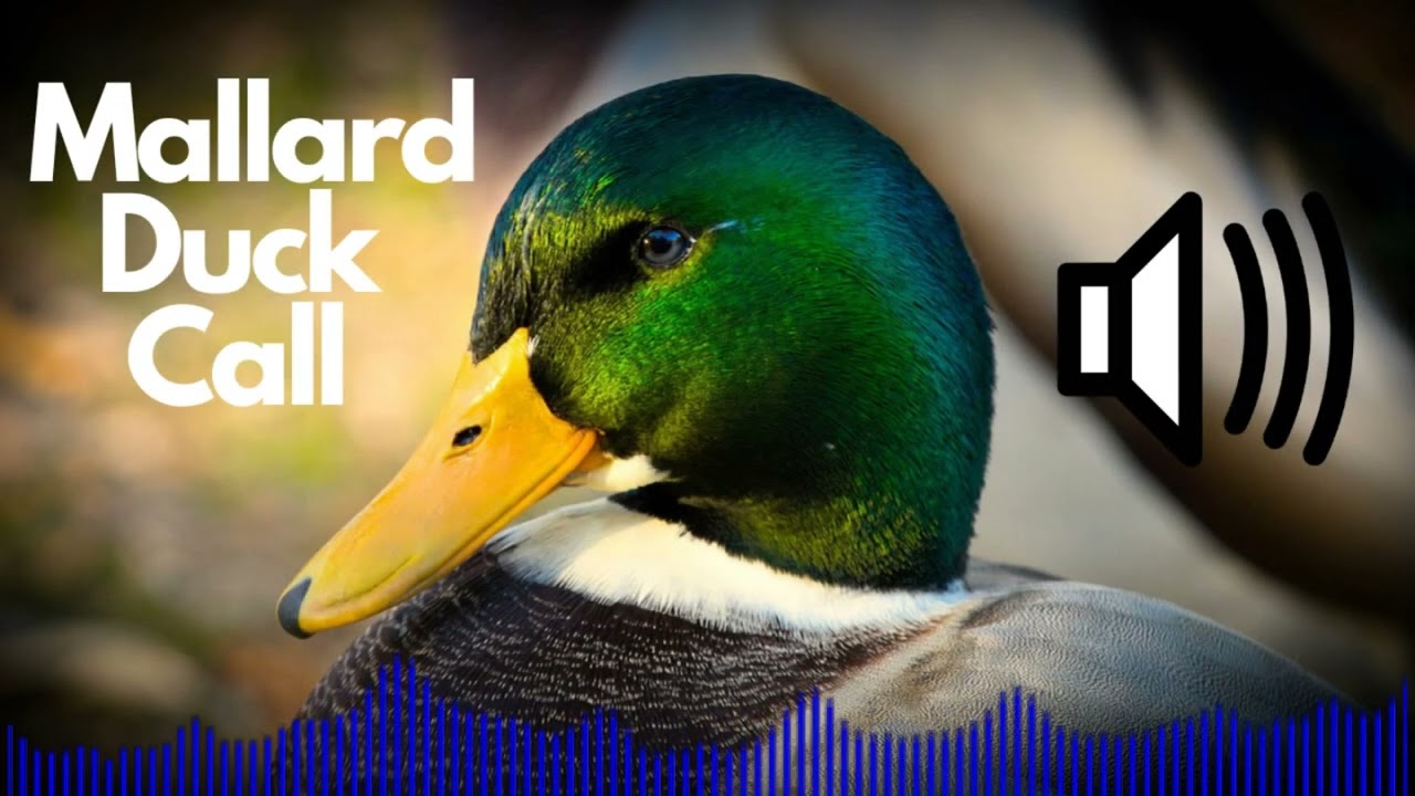 Mallard Duck Call Sound Effects (Quack) | No Copyright | Free