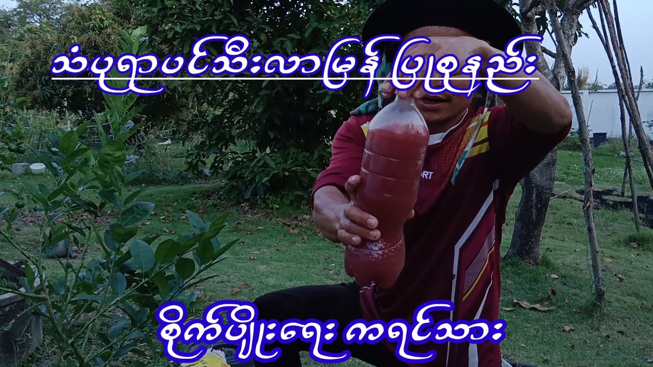 agriculture သံပုရာပင်သီးလာမြန်ပြုစုနည်း စိတ်ဝင်စားရင်ဝင်ကြည့်လိုက်ပါ koyoeစိုက်ပျိုးရေးကရင်သား
