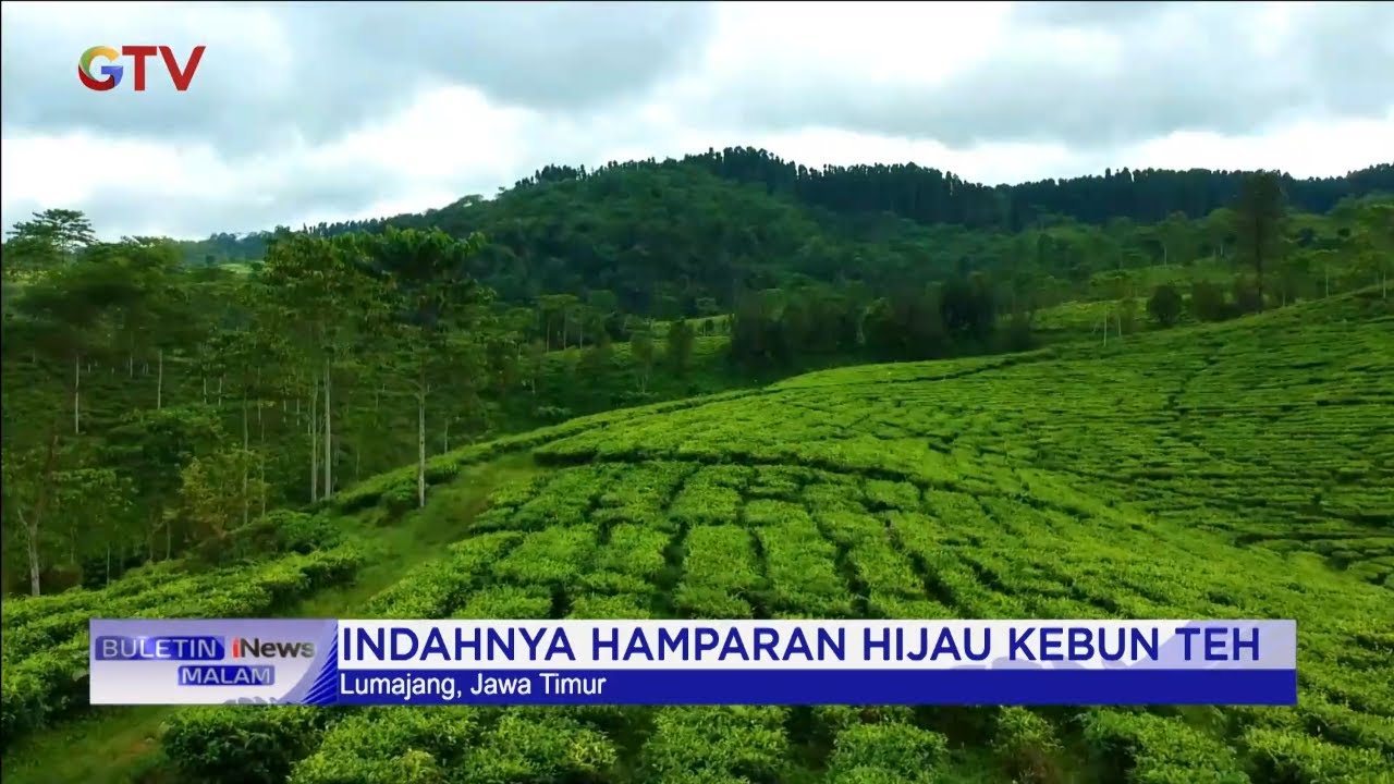 Menikmati Keindahan Hamparan Kebun Teh di Gucialit, Lumajang, Jatim #BuletiniNewsMalam 29/06