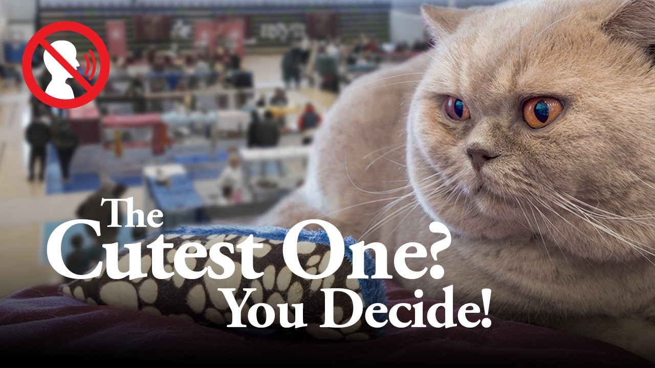 Sisak Cat Show 2025 – No Commentary, Just Beautiful Cats!