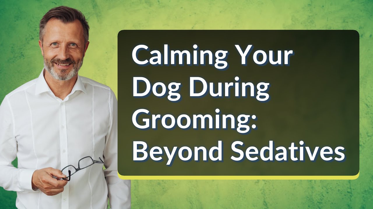 Calming Your Dog During Grooming: Beyond Sedatives