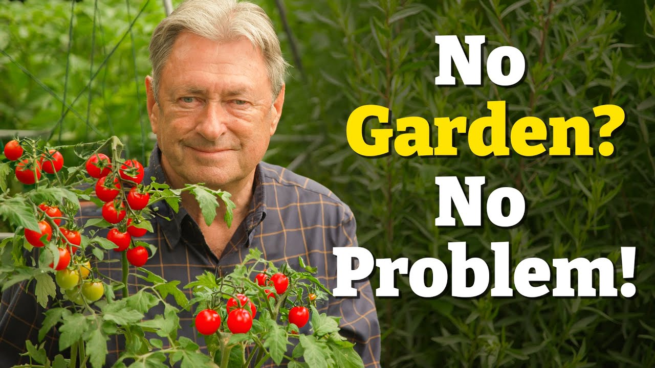How to Grow Juicy Tomatoes Anywhere: Garden, Balcony or Pots - Start Planting Now!