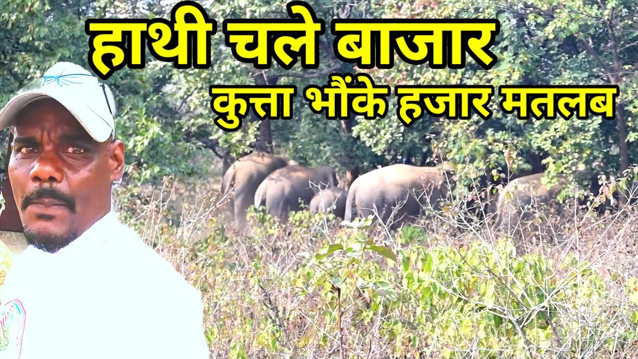 हाथी चले बाजार//कुत्ता भौके हजार मतलब