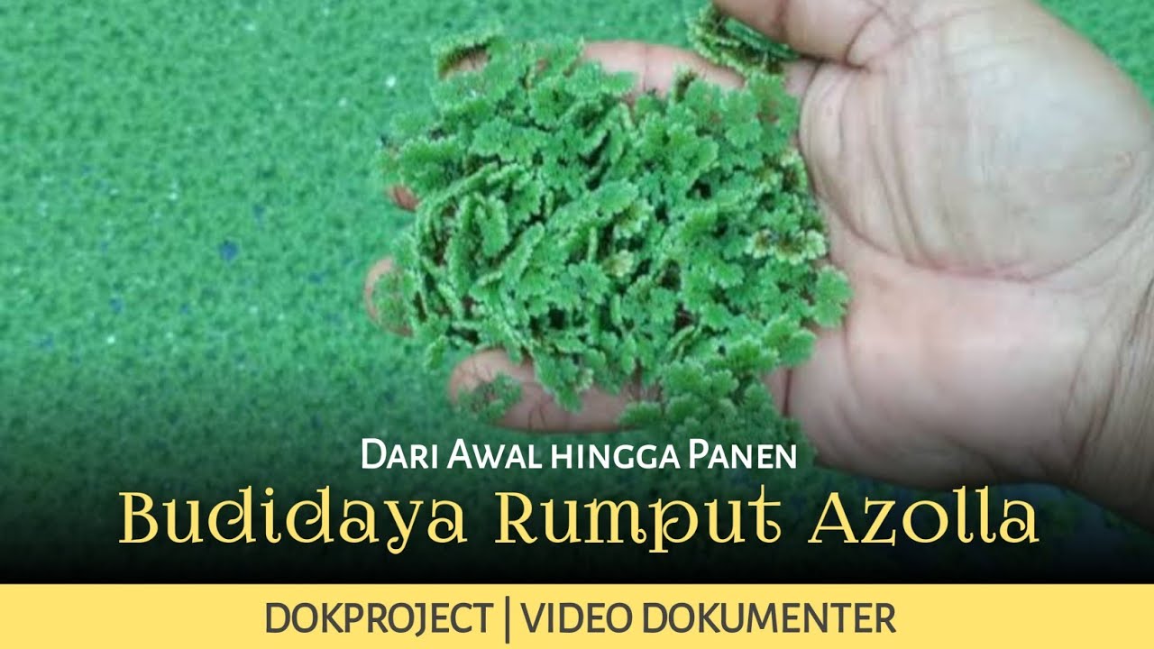 Budidaya Azolla Microphylla di Kolam Terpal untuk Lahan Sempit | Pakan Ayam, Bebek, Kambing