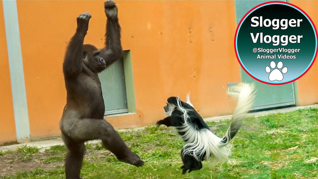 In Hot Pursuit! Gorilla Aybo Runs, Colobus Monkeys Chase