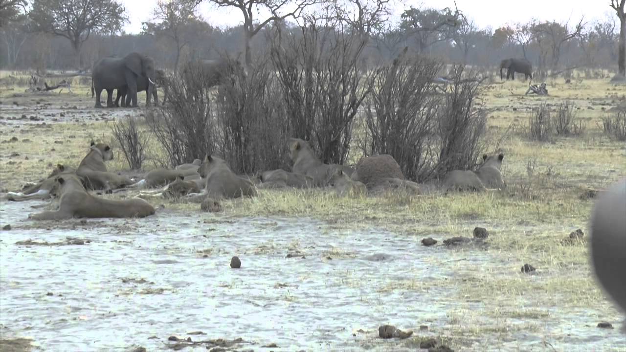 Cecil The Lion's Split Pride Relaxing - This is Dominant Female Group