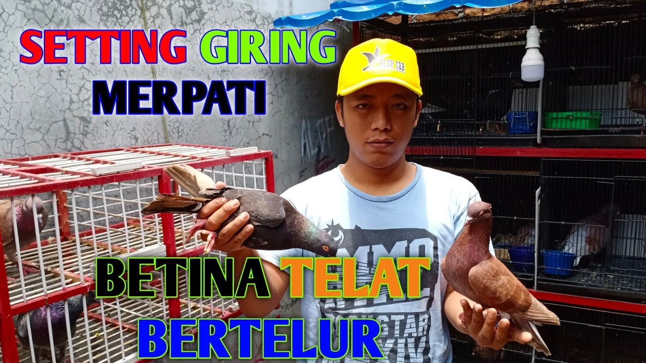 MENGATASI MERPATI GIRING TAPI BETINA TELAT NELUR @ALDP CRB