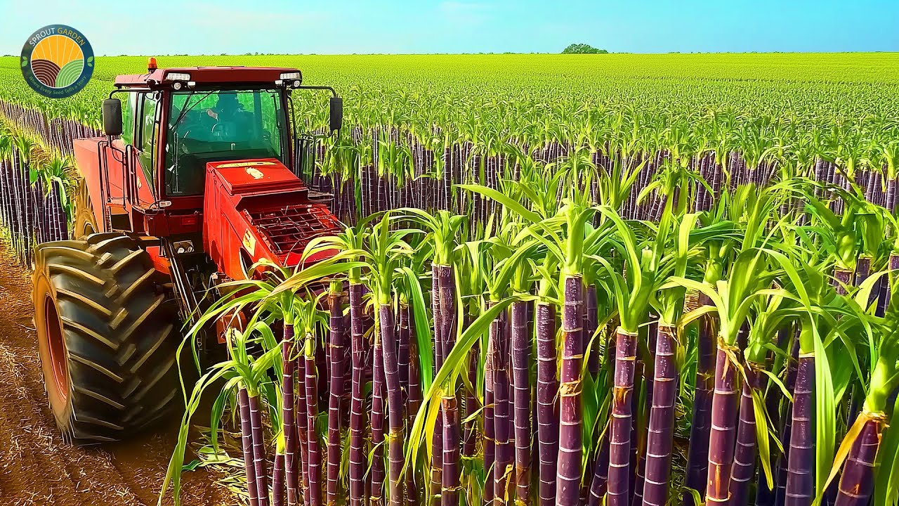 How Farmers Harvest 1.9 Billion Tons Of Sugarcane by Machine To Produce Sugar | Farming Documentary