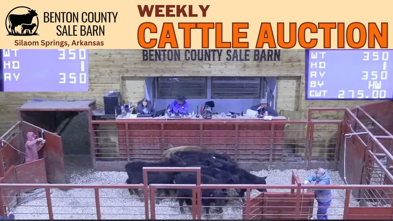 Benton County, AR Cattle Auction LIVE | All Classes Selling | Feb 12, 2026