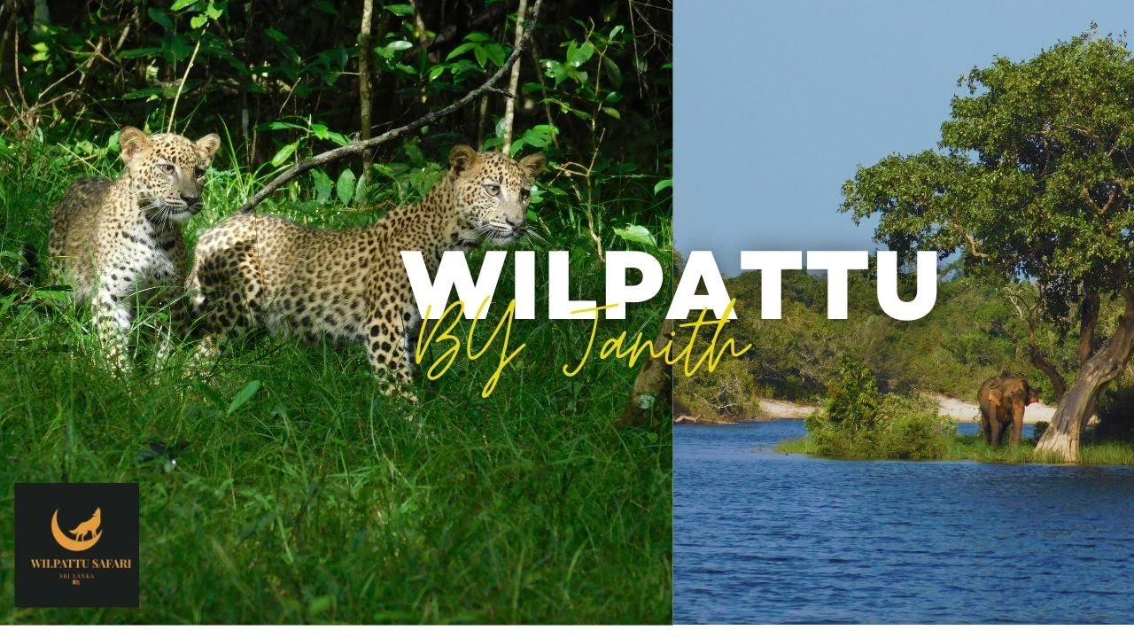 Wilpattu National Park Wildlife Wonders Leopard Sloth Bears Elephants (200$ safari) Full Documentary